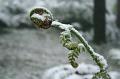 Tree fern crozier, snow, Sassafras IMG_7639